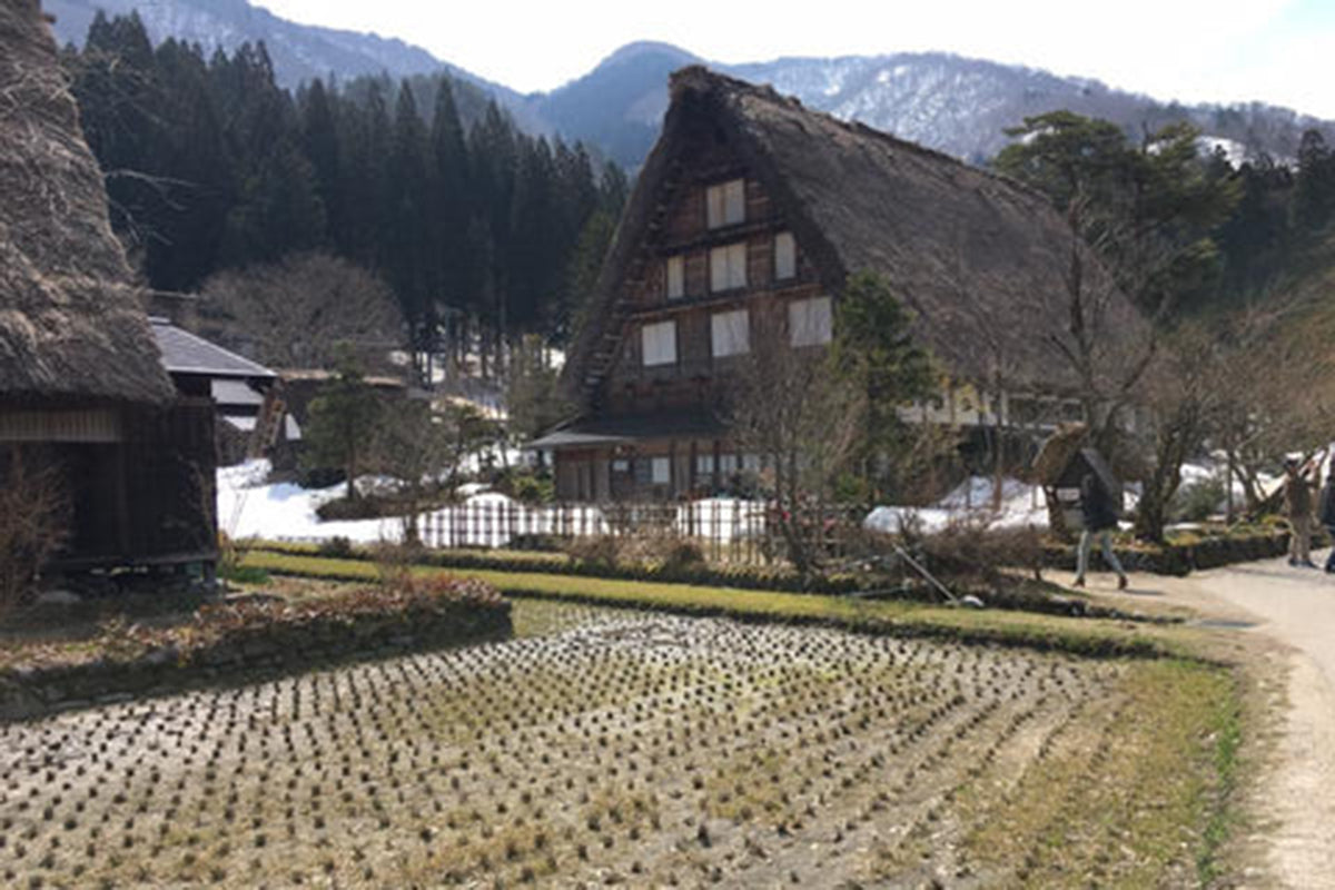 Japan Trip: Shirakawago