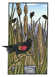 Red Winged Blackbirds