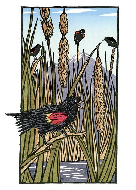 Red Winged Blackbirds