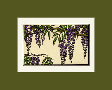 Wisteria