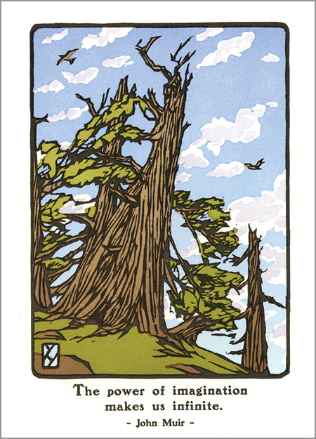 Bristlecone Pine