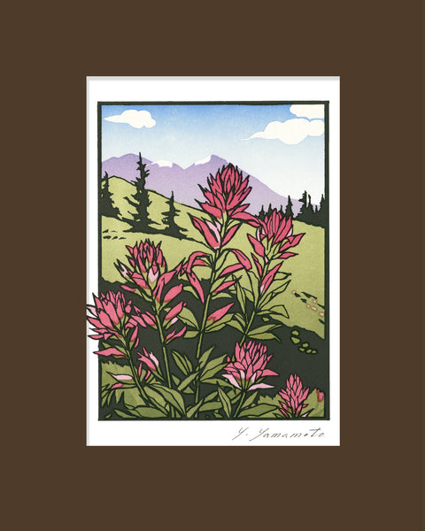 Indian Paintbrush