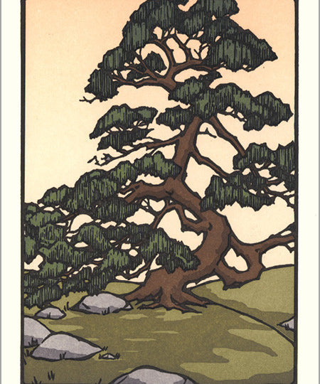 Japanese_Pine.jpg