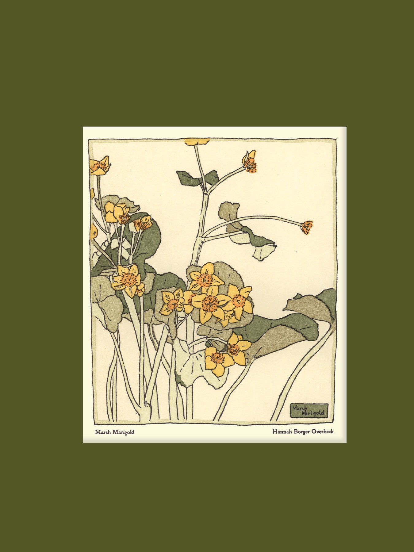 Overbeck - Marsh Marigold